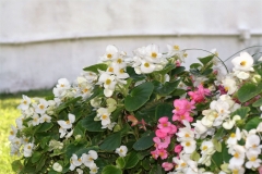 IMG_5320 (4)