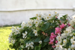 IMG_5321 (4)